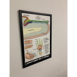 Mapa de la anatomía de la mano - Clínica de Uñas Rosa Fractalia